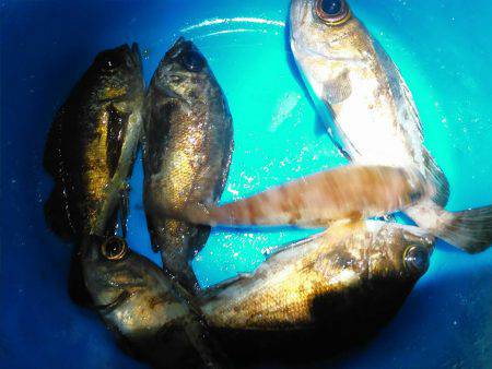 春の嵐が終わりかけの巻